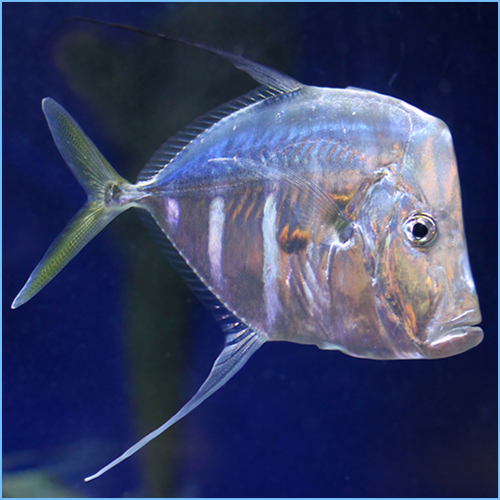 Lookdown Fish 1 Lookdown Fish