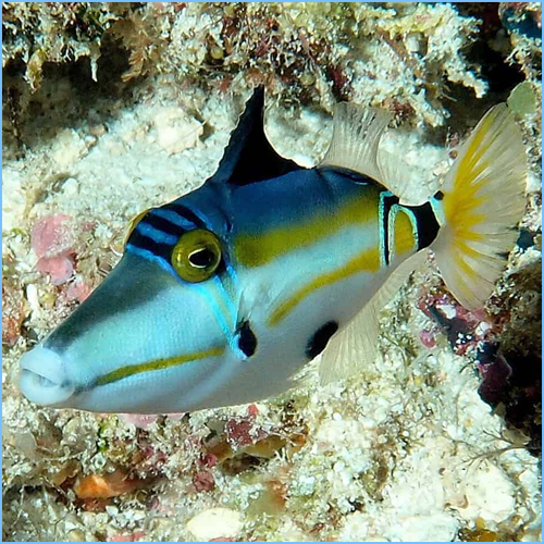 Lunula Triggerfish or Halfmoon Triggerfish 1 Lunula Australian Triggerfish or Halfmoon Triggerfish