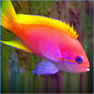 Lyretail Anthias Fish Male