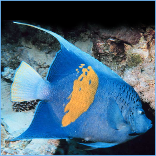 Maculosus Angelfish or Halfmoon Angelfish 1 Maculosus Angelfish or Halfmoon Angelfish