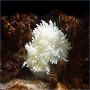 magnificent sea anemone for sale