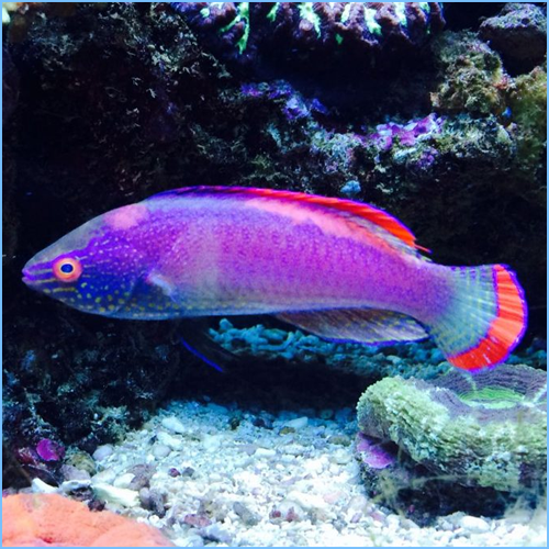 Marginatus Fairy Wrasse or Pink Margin Fairy Wrasse 1 Marginatus Fairy Wrasse or Pink Margin Fairy Wrasse
