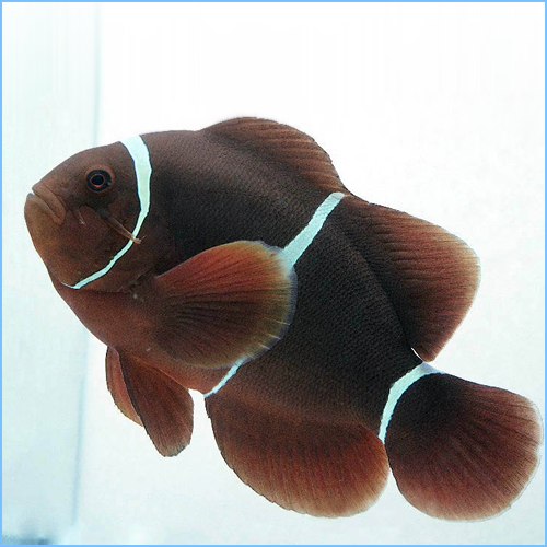 Maroon Clownfish or Spine-Cheeked Anemonefish Maroon Clownfish