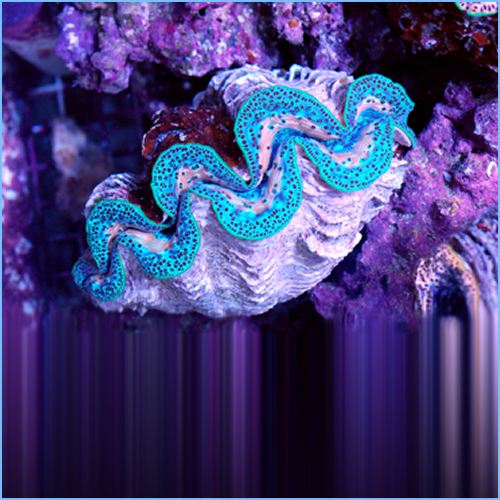 Maxima Clam and Green Maxima Clam 1 Maxima Clam
