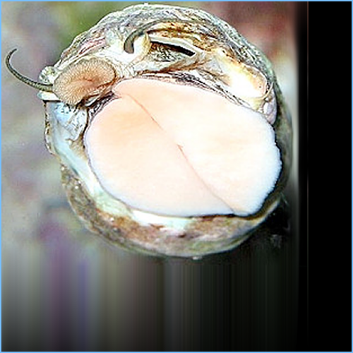 Mexican Turbo Snail or Turban Shell Snail Mexican Turbo Snail or Turban Shell Snail