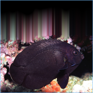 Midnight Angelfish or Black Pygmy Angelfish