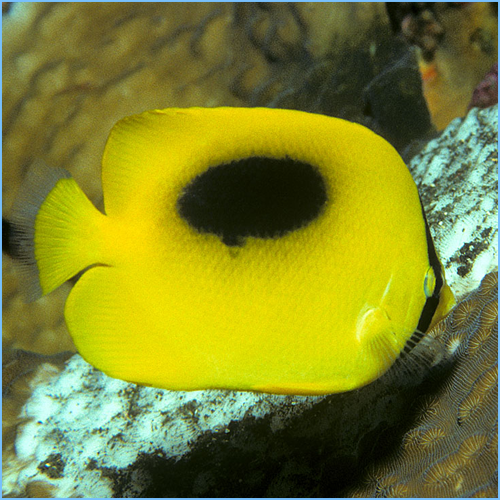 Mirror Butterflyfish 1 Mirror Butterflyfish