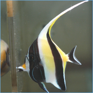 Moorish idol
