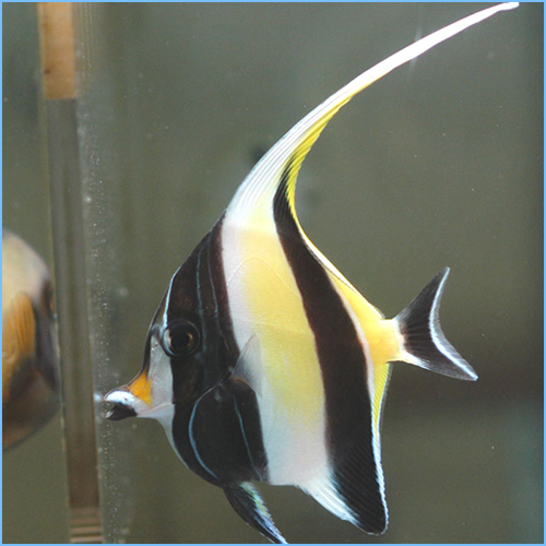 Morrish Idol 1 Moorish idol