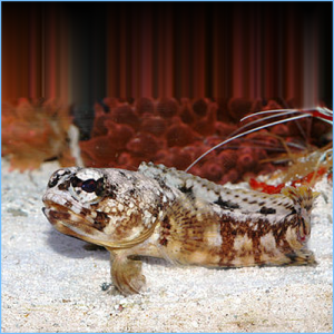 Moustache Jawfish