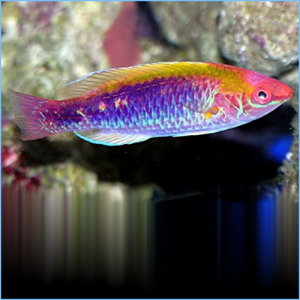 Multicolor Lubbock's Fairy Wrasse
