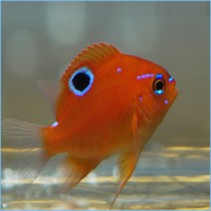 Onespot Damselfish