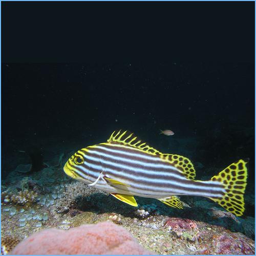 Oriental Sweetlips Fish 1 Oriental Sweetlips Fish