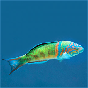 Ornate Wrasse