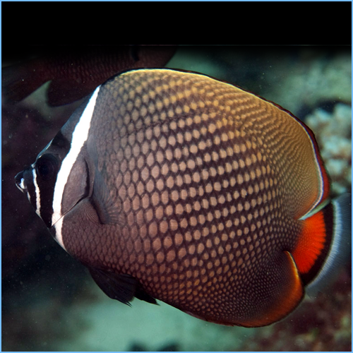 Red-Tailed Butterflyfish or Pakistani Butterflyfish Red-Tailed Butterflyfish or Pakistani Butterflyfish
