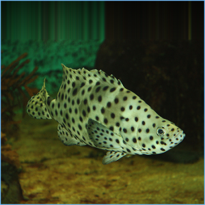 Panther Grouper Fish or Polka Dot Grouper