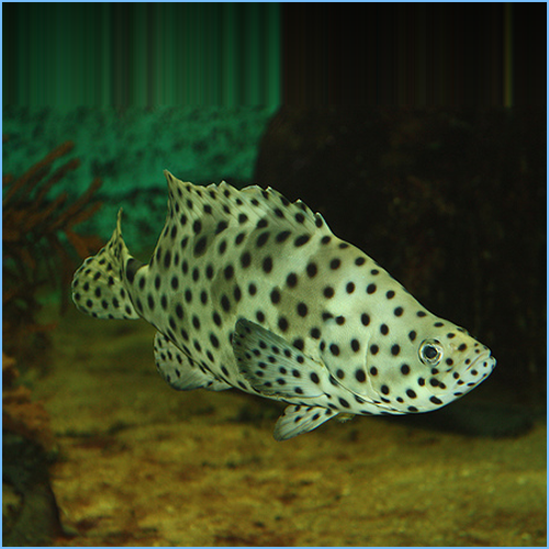 freshwater grouper for sale