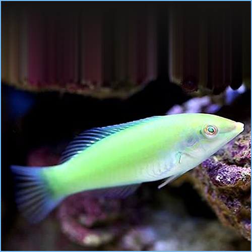 Pastel Green Wrasse or Green Coris Pastel Green Wrasse or Green Coris