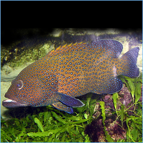 Peacock Hind Fish or Bluespotted Grouper Fish Peacock Hind Fish or Bluespotted Grouper Fish