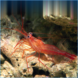 Peppermint Shrimp