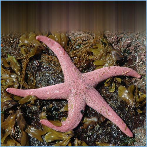 Pink Sea Star or Giant Pisaster Brevispinus 1 Pink Sea Star or Giant Pisaster Brevispinus