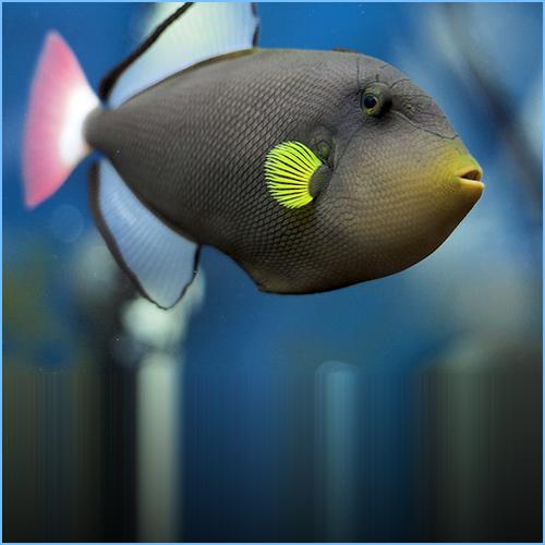 Pinktail Triggerfish 1 Pinktail Triggerfish