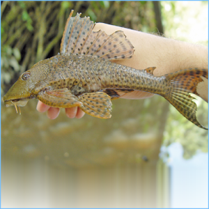 Pleco or Suckermouth Catfish