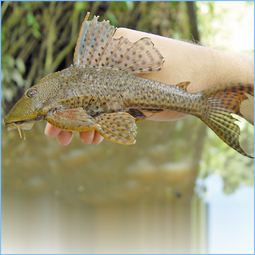 Pleco or Suckermouth Catfish 1 Pleco or Suckermouth Catfish