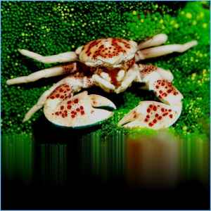 Porcelain Anemone Crab