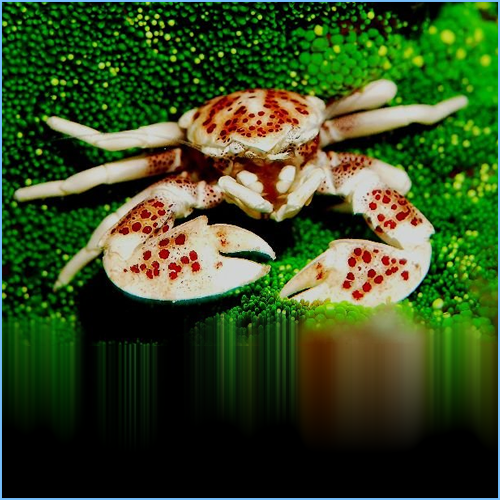 Porcelain Anemone Crab 1 Porcelain Anemone Crab