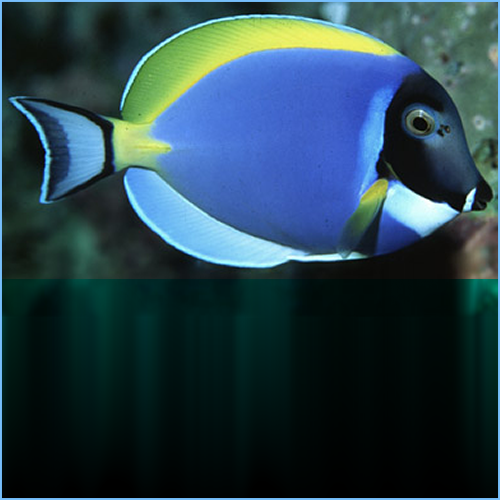 Powder Blue Tangfish or Powder Blue Surgeonfish Powder Blue Tangfish or Powder Blue Surgeonfish