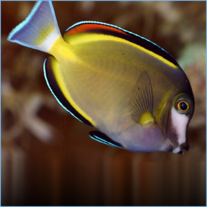 Powder Brown Tang or Powder Brown Surgeonfish