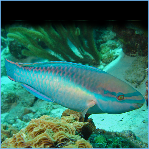 Princess Parrotfish Princess Parrotfish