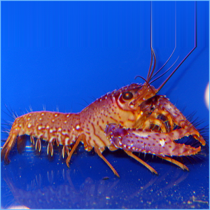 Purple Lobster