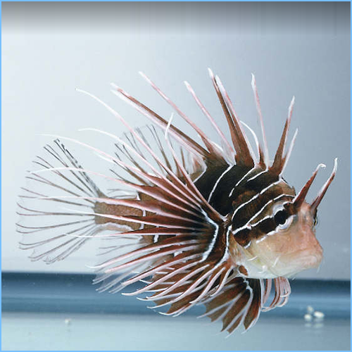 Radiata Lionfish or Radial Firefish Radiata Lionfish or Radial Firefish