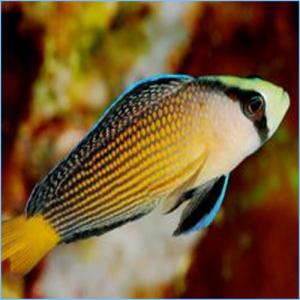 Rainbow Dottyback