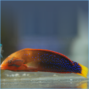 Red Coris Wrasse