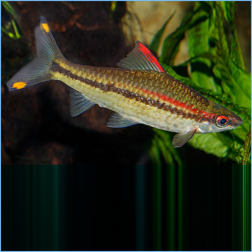 Red-Line Torpedo Barb or Denison Barb Red-Line Torpedo Barb or Denison Barb