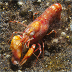Red Pistol Shrimp or Japanese Snapping Shrimp