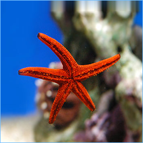 Red Sea Star or Red Starfish Red Sea Star or Red Starfish