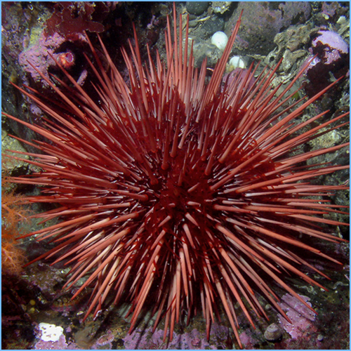 Red Sea Urchin 1 Red Sea Urchin