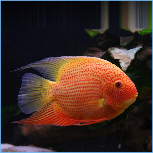 Red Spotted Severum or Golden Red Spot Severum Red Spotted Severum or Golden Red Spot Severum