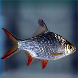 Red Tail Tinfoil Barb