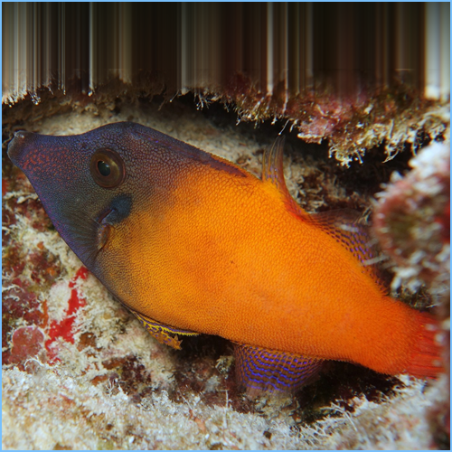 Redtail Filefish or Blackheaded Filefish 1 Redtail Filefish