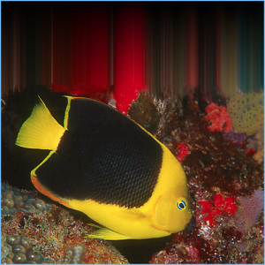 Rock Beauty Angelfish or Yellow Nanny Angelfish