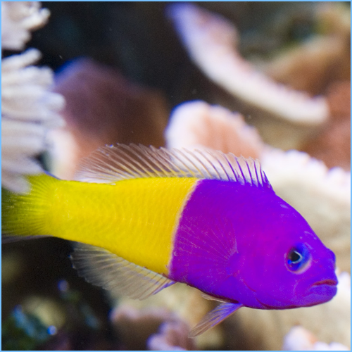 Royal Dottyback Fish or Bicolor Dottyback 1 Royal Dottyback Fish or Bicolor Dottyback