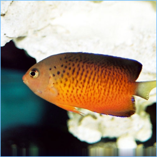 Rusty Angelfish 1 Rusty Angelfish