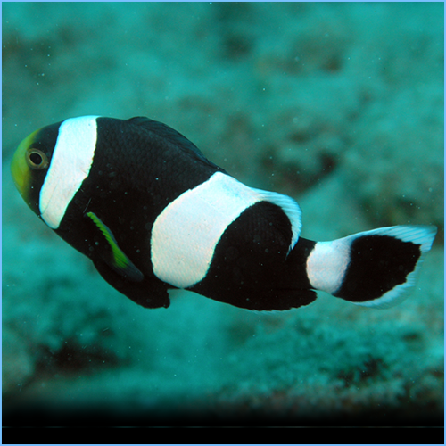 Saddleback Clownfish or Yellowfin Anemonefish 1 Saddleback Clownfish or Yellowfin Anemonefish