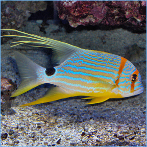 Sailfin Snapper or Blue-Lined Sea Bream
