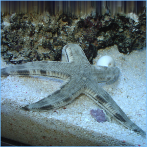 Sand Sifting Sea Star